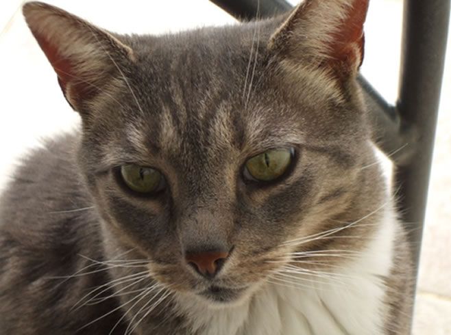 Dexter's life-long pal, Sonny